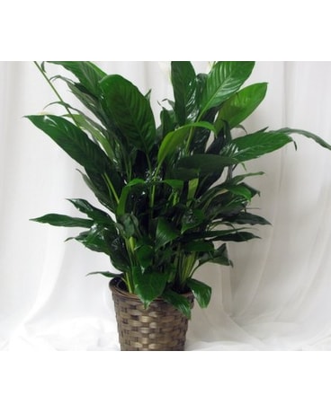 Peace Lilly Plant